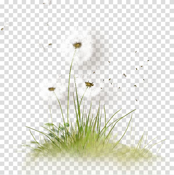 white dandelion seed heads illustration, , Dandelion transparent background PNG clipart