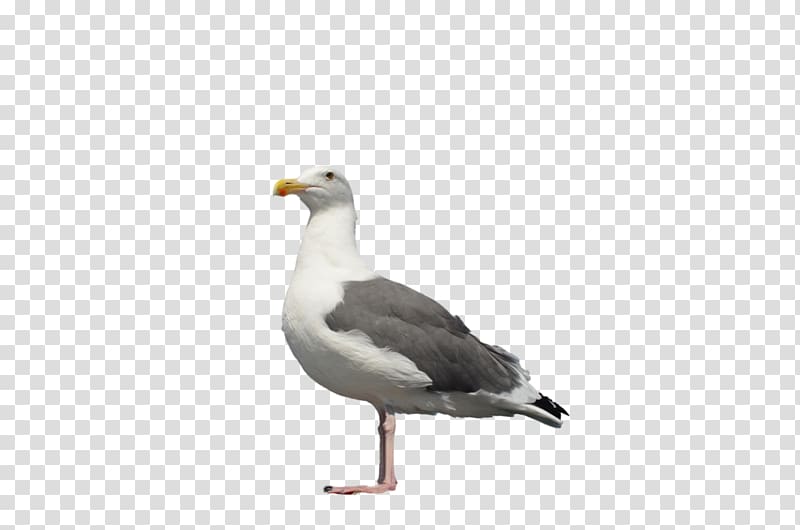 Great black-backed gull European Herring Gull Ring-billed gull, Gull transparent background PNG clipart