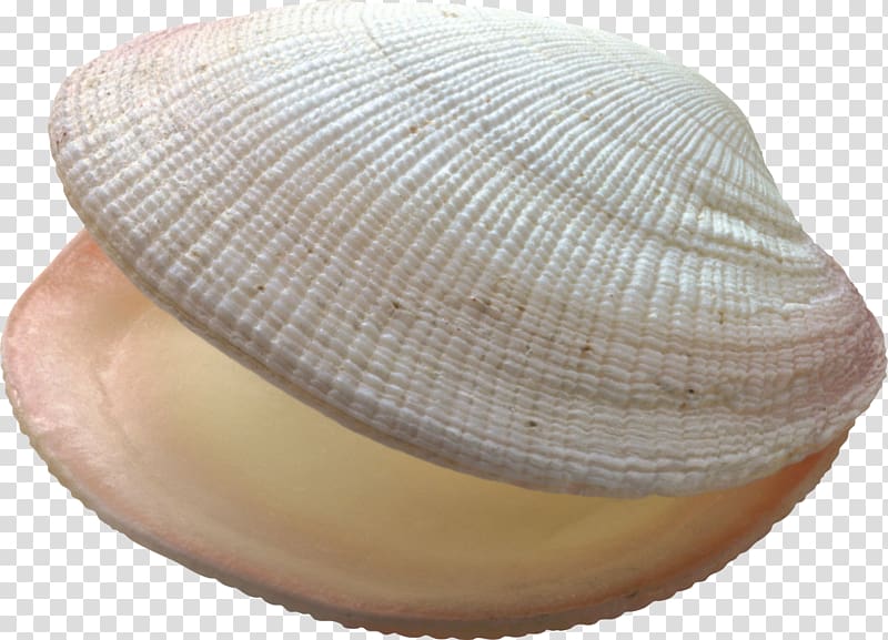 Seashell Conch Bivalvia Ocean, Marine Conch transparent background PNG clipart