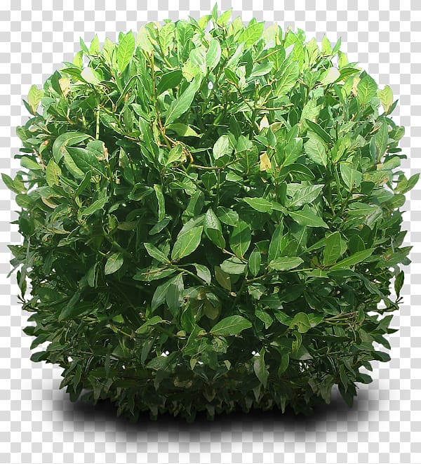 Shrub , Bushes Hd, green palmate plant transparent background PNG clipart