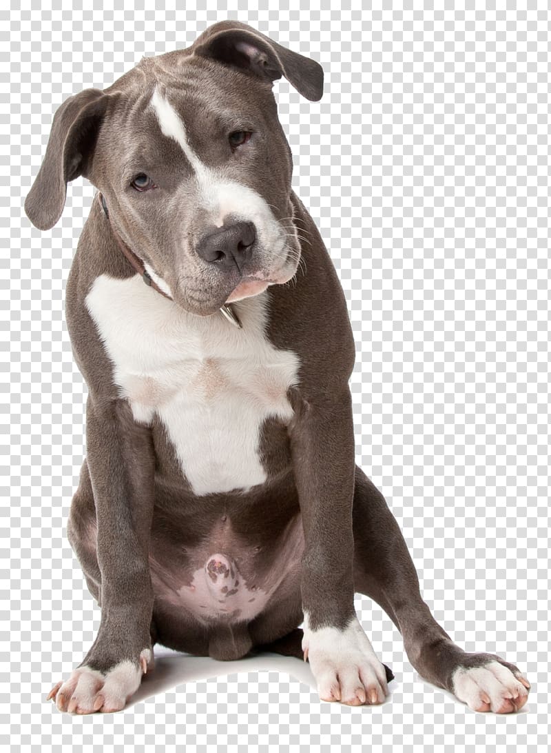 American Pit Bull Terrier American Staffordshire Terrier Staffordshire Bull Terrier Puppy Transparent Background Png Clipart Hiclipart