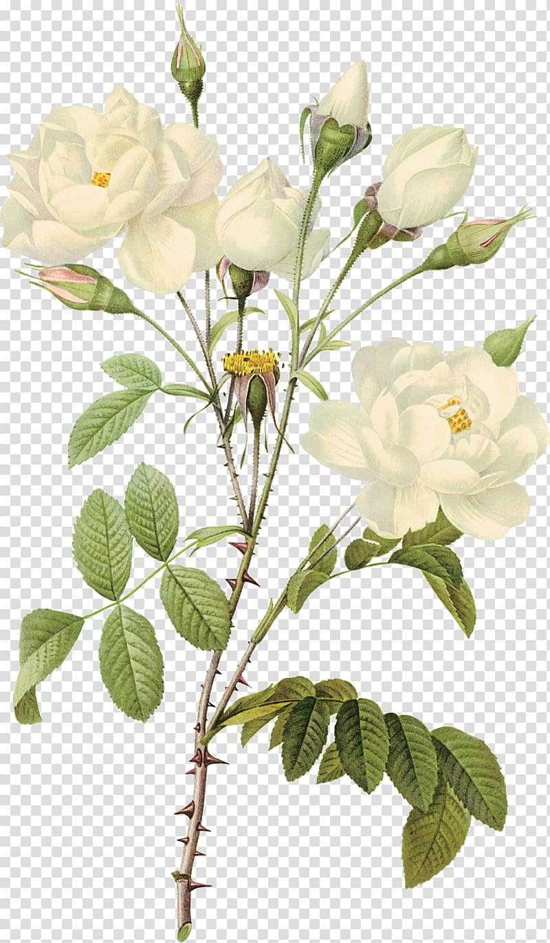 White roses transparent background PNG clipart