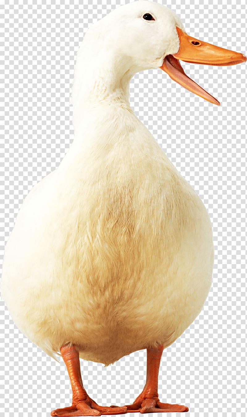 Duck American Pekin Goose Poultry, Duck transparent background PNG clipart