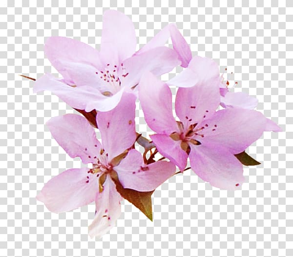 Flower , flower transparent background PNG clipart | HiClipart