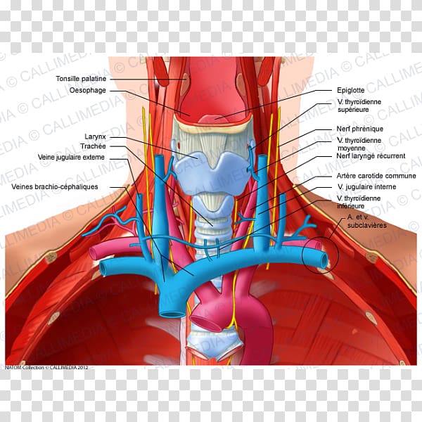 Anterior triangle of the neck Subclavian vein Recurrent laryngeal nerve, Digestif transparent background PNG clipart