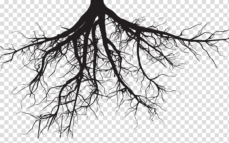bare tree illustration, Root Tree Drawing , tree transparent background PNG clipart