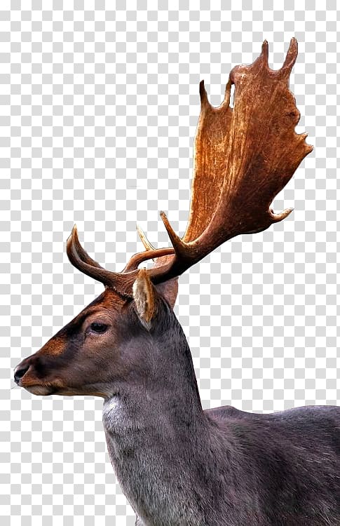 Reindeer Deer horn, Long ears deer transparent background PNG clipart