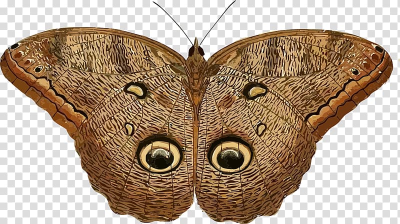 Owl butterfly Insect Caligo eurilochus , Brown butterfly transparent background PNG clipart