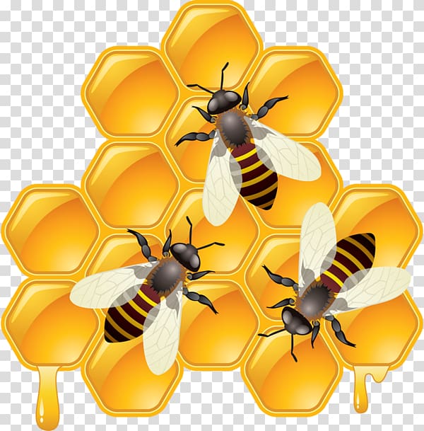 Bee Drawing Honeycomb, honeycomb transparent background PNG clipart