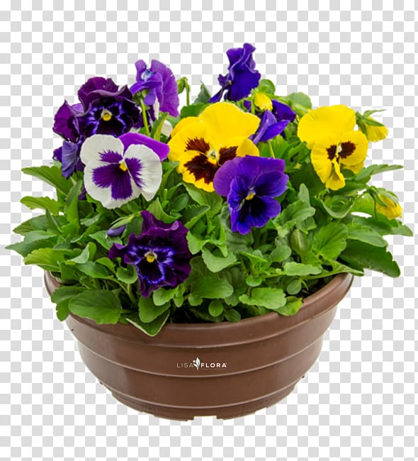 Pansy Flowerpot Violet Annual plant Herbaceous plant, violet transparent background PNG clipart