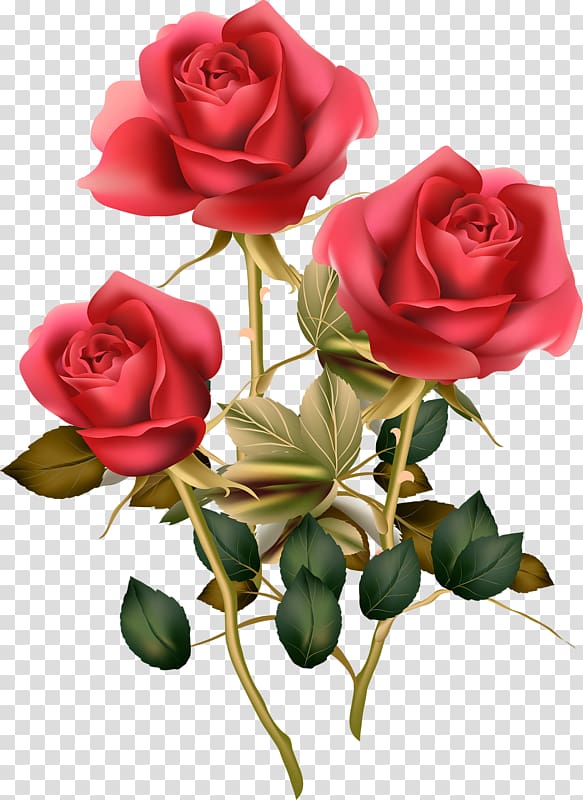 Flower Rose Morning , stem transparent background PNG clipart