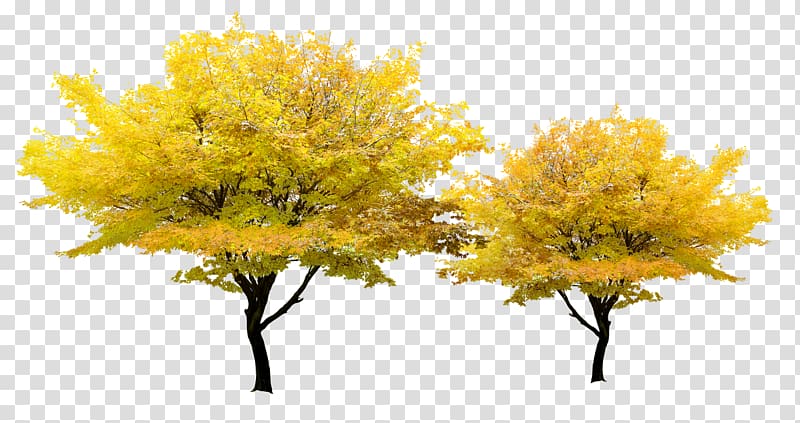 two yellow leafed trees, Tree Yellow Pixel, Autumn maple transparent background PNG clipart