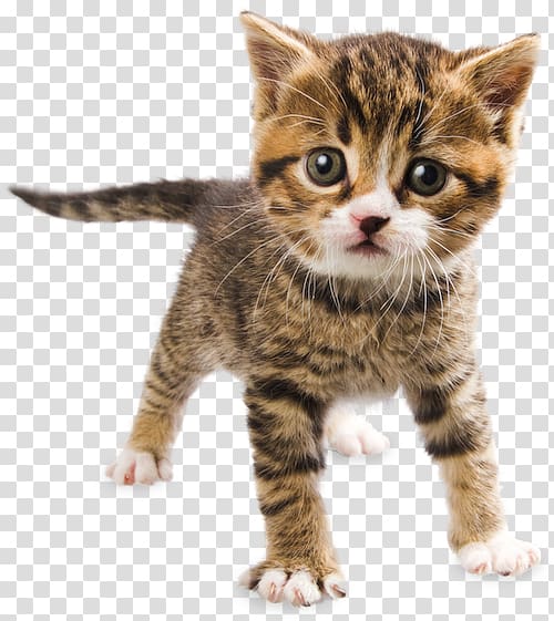 Dragon Li Kitten American Wirehair California spangled American Shorthair, ERROR 404 transparent background PNG clipart