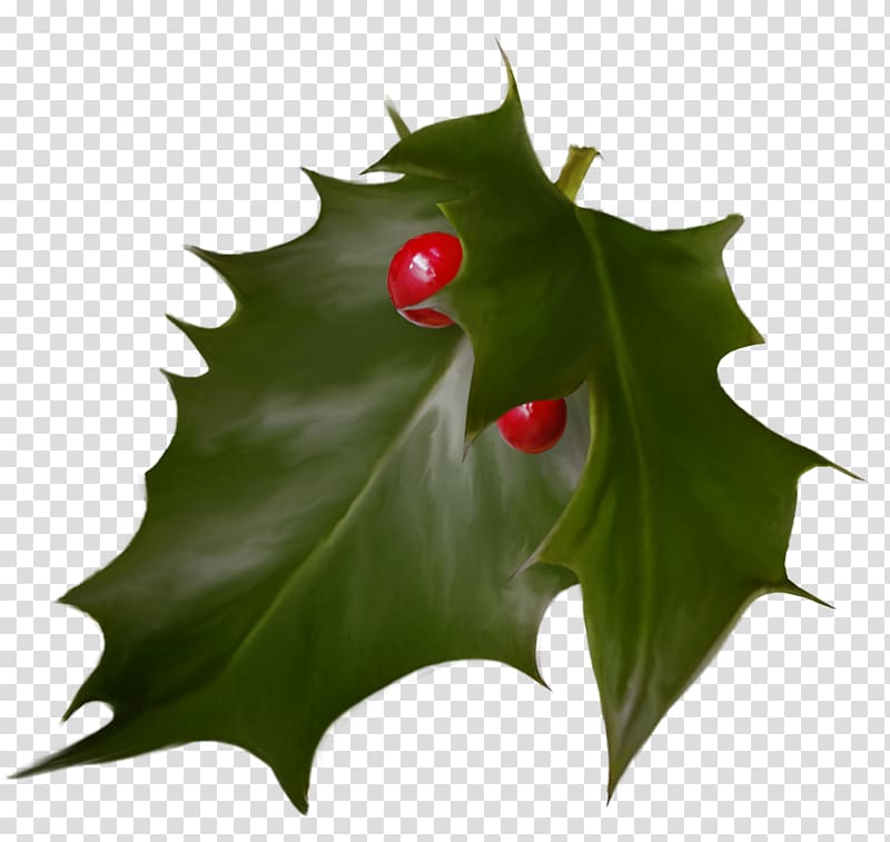 Holly Christmas Advent wreath Holiday, Leaf transparent background PNG clipart