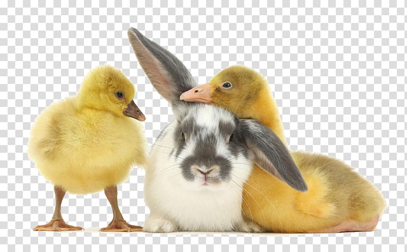 ducklings and bunnies transparent background PNG clipart