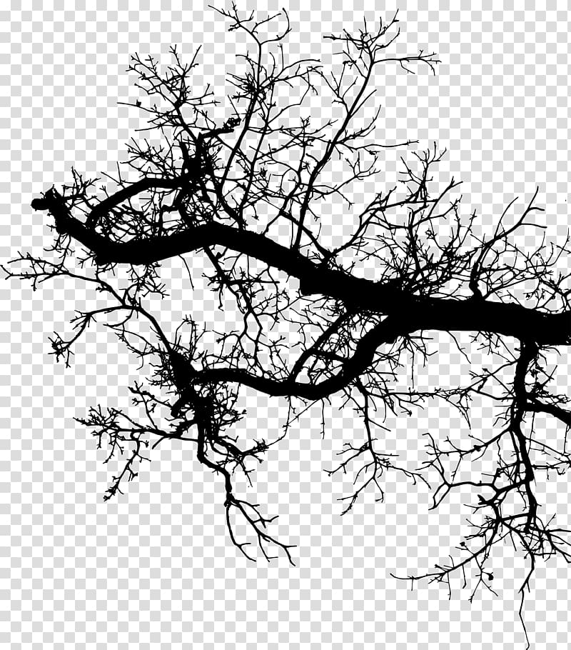 Twig Branch Silhouette Drawing, branches silouhette transparent background PNG clipart