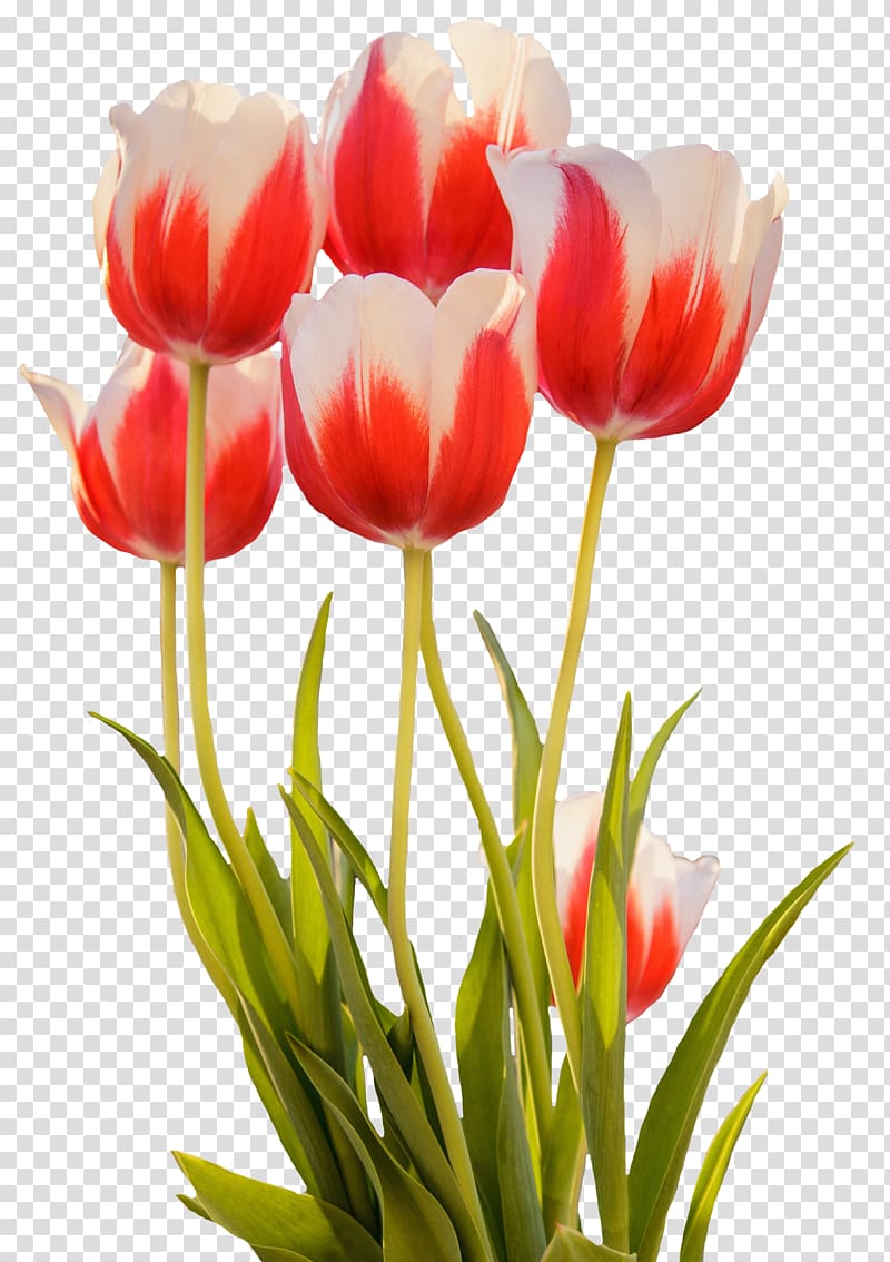 Pink flowers Tulip Rose Desktop , tulip transparent background PNG clipart