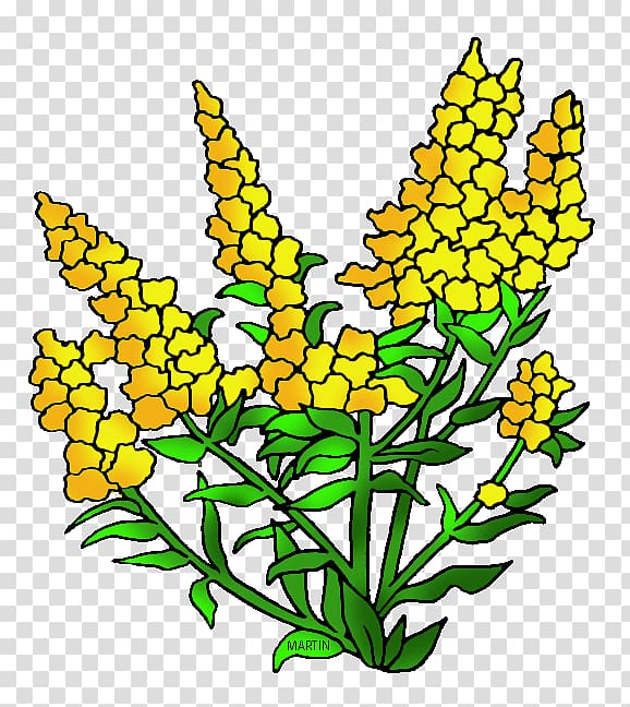 Nebraska Goldenrod Kentucky , others transparent background PNG clipart