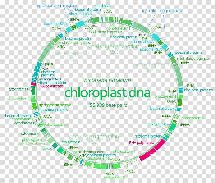 Plastome Chloroplast Non-coding DNA Cell, Transcription Factor transparent background PNG clipart