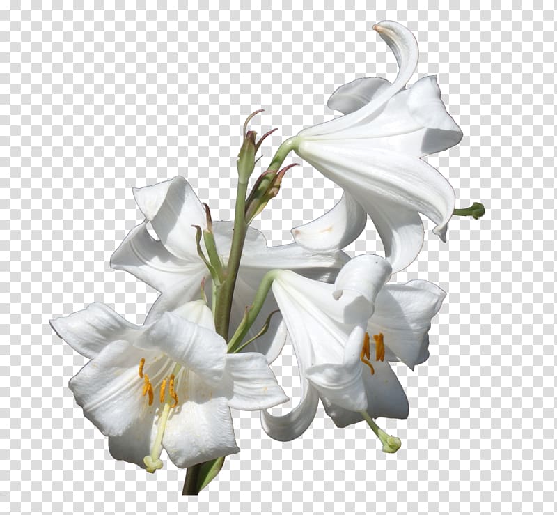 Flower Plant Lilium candidum Liliaceae, lily transparent background PNG clipart