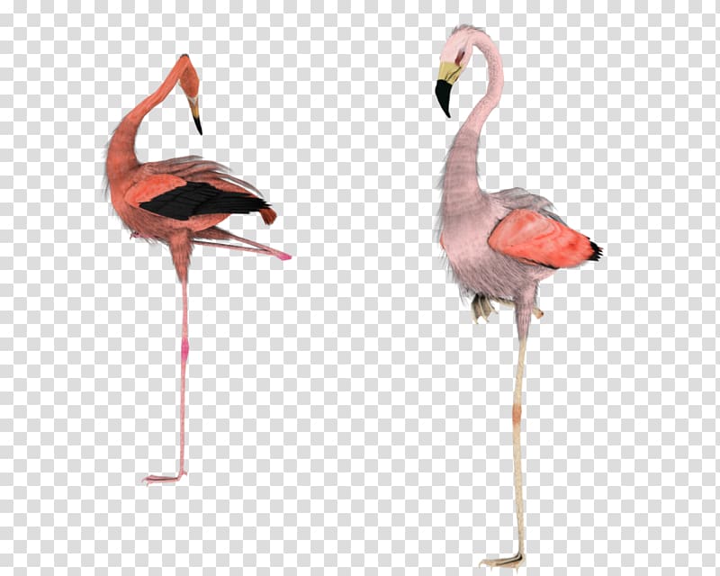 Greater flamingo Water bird, flamingos transparent background PNG clipart