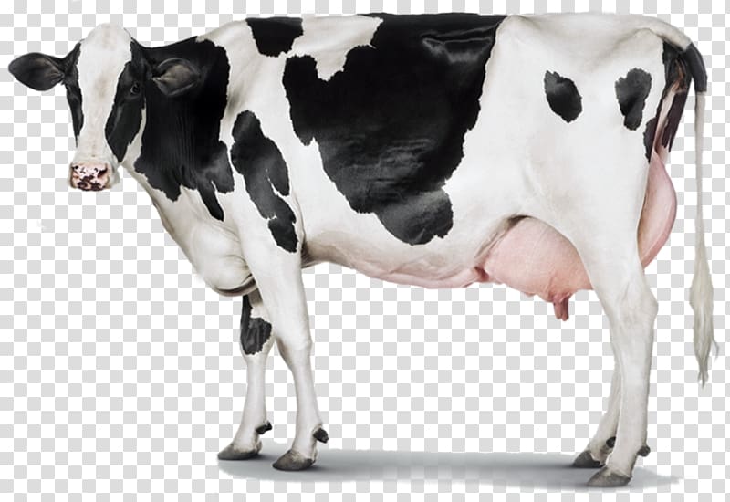 Holstein Friesian cattle Milk Dairy cattle Dairy farming, milk transparent background PNG clipart