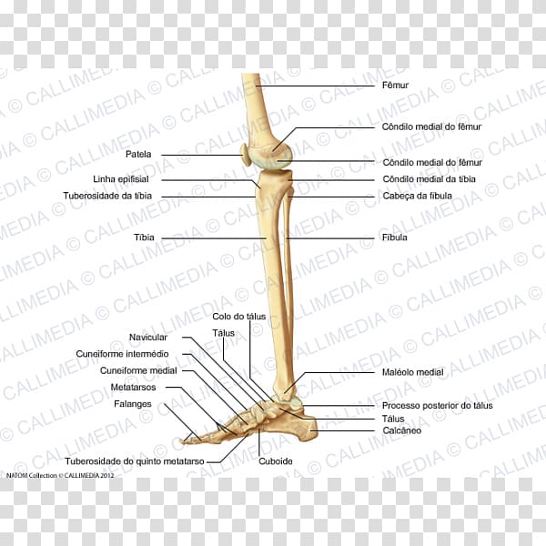 Medial cuneiform bone Knee Human leg Femur, collum transparent background PNG clipart