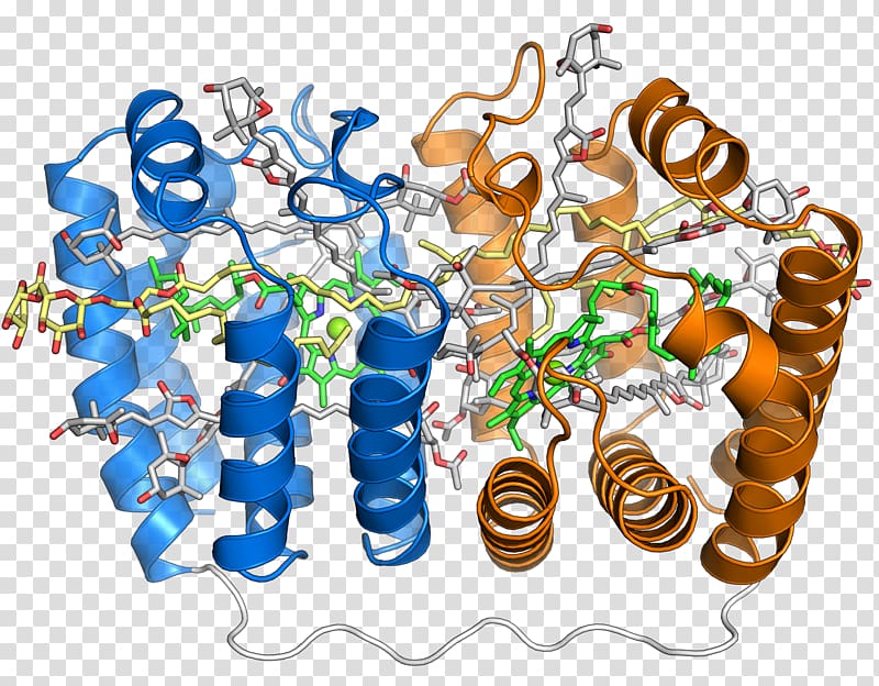 Peridinin-chlorophyll-protein complex Peridinin-chlorophyll-protein complex Light-harvesting complex, others transparent background PNG clipart