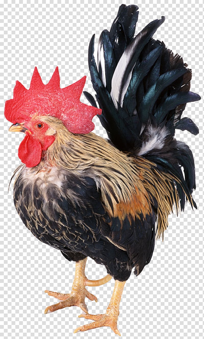 Rhode Island Red Rooster Domestic pig Cattle Live, rooster transparent background PNG clipart