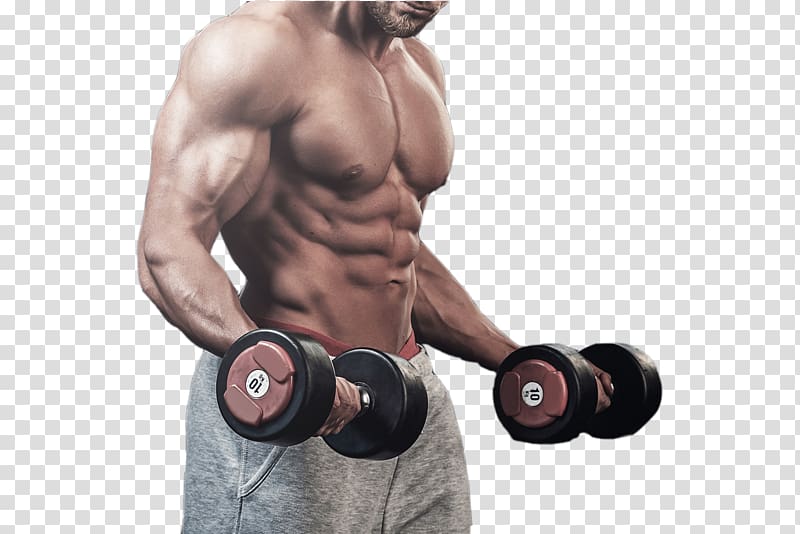 coach in the gym lifting weights transparent background PNG clipart