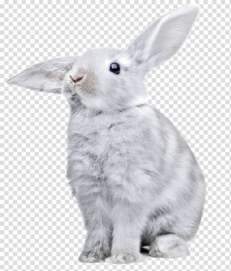 grey rabbit, Rabbit Listening transparent background PNG clipart