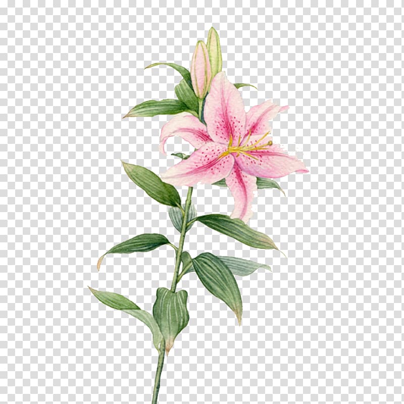 pink stargazer lily flower , Flower Watercolor painting Lilium, Creative lily flowers transparent background PNG clipart