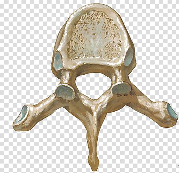 Thoracic vertebrae Lumbar vertebrae Human vertebral column, dense transparent background PNG clipart