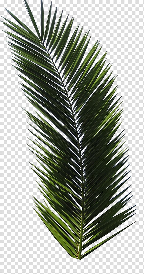 T-shirt Tropical Design Graphic design Logo, palm leaf, green leafed plant on blue background transparent background PNG clipart