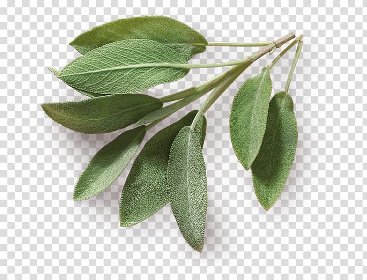 Herb Taste Spice Food Common sage, Leaf transparent background PNG clipart