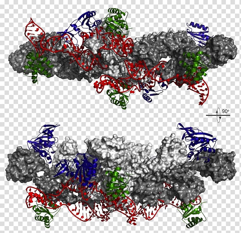 RNA Molecular biology Protein Genome Structural biology, others transparent background PNG clipart