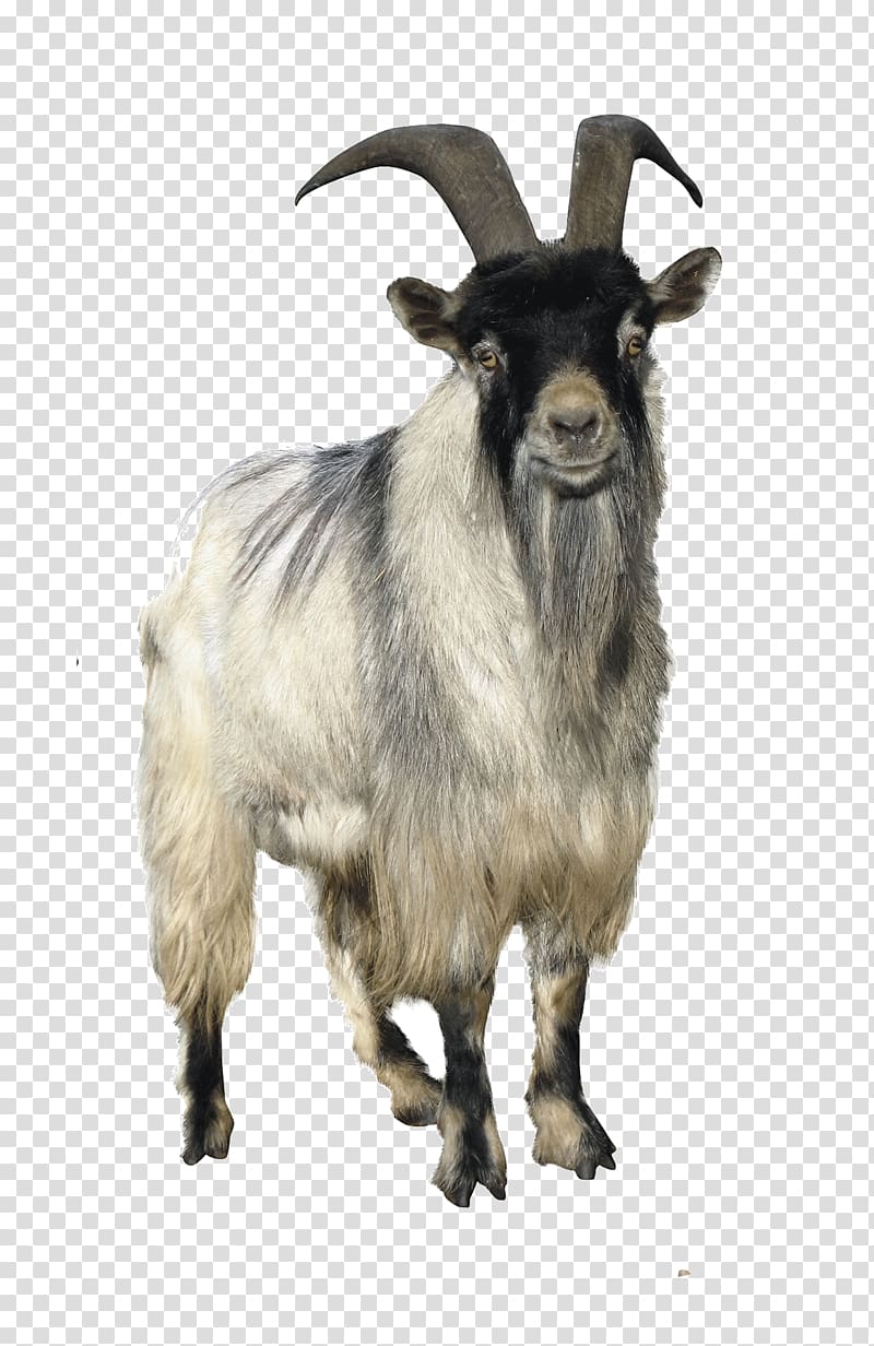 old goat animals transparent background PNG clipart