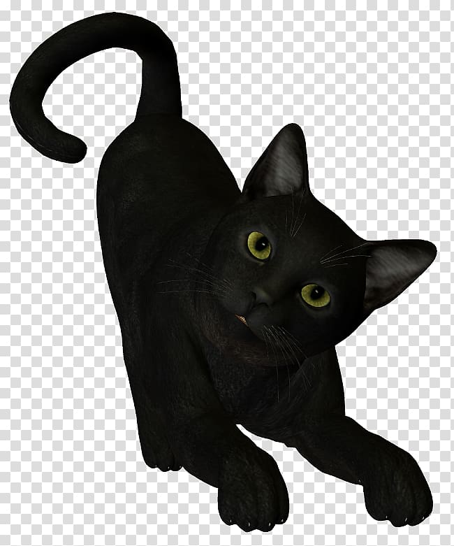 Black cat Bombay cat Korat Burmese cat Whiskers, others transparent background PNG clipart
