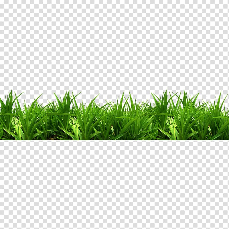 green grass, Bench Park , Grass transparent background PNG clipart