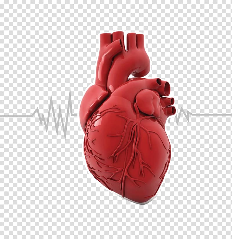 Organ printing Heart Anatomy Human body, cholesterol transparent background PNG clipart