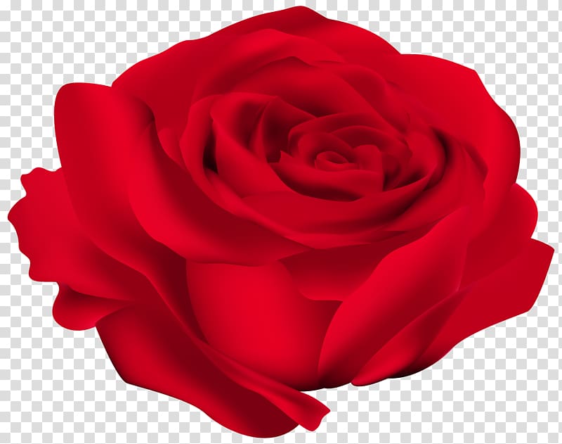 red rose flower , Rose Flower Red , Red Rose Flower transparent background PNG clipart