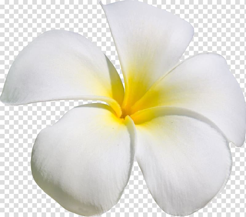 Flower Frangipani , flower transparent background PNG clipart