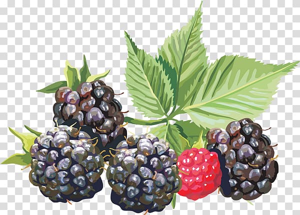 Blackberry Portable Network Graphics Adobe shop Fruit, Blackberry Fruit transparent background PNG clipart
