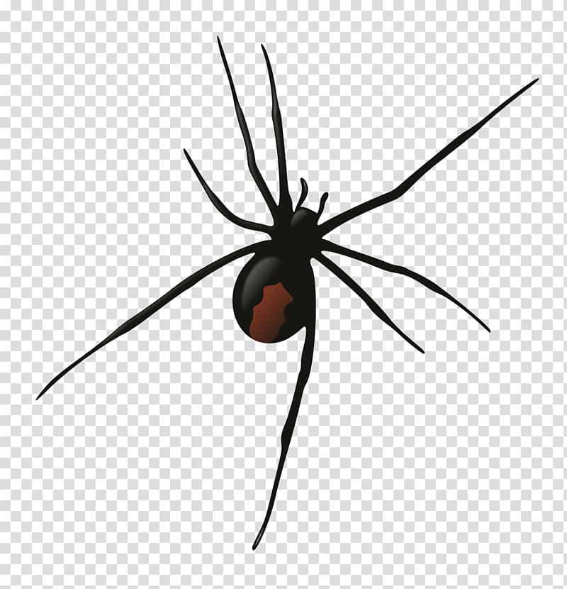 Southern black widow Redback spider Wolf spider , spider transparent background PNG clipart