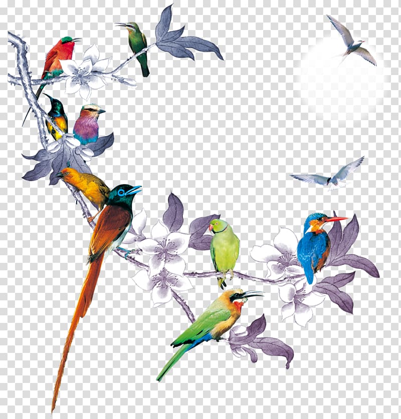 Bird, cockatiel transparent background PNG clipart