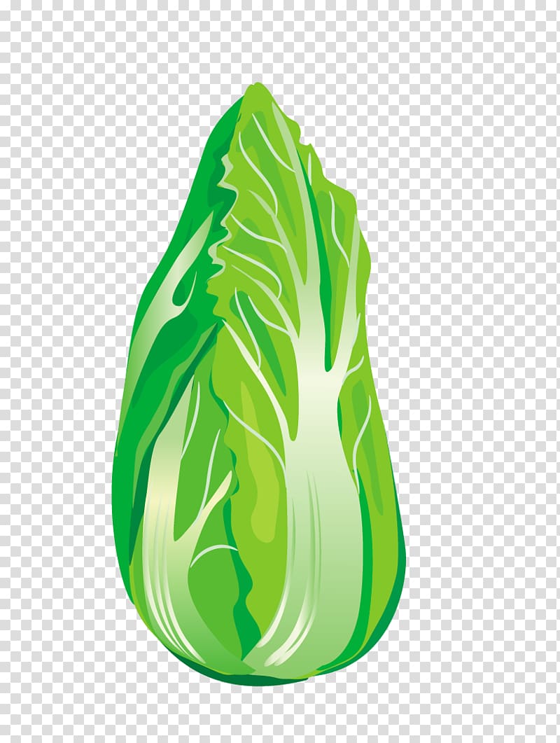 Vegetable Chinese cabbage Napa cabbage, Green cabbage transparent background PNG clipart
