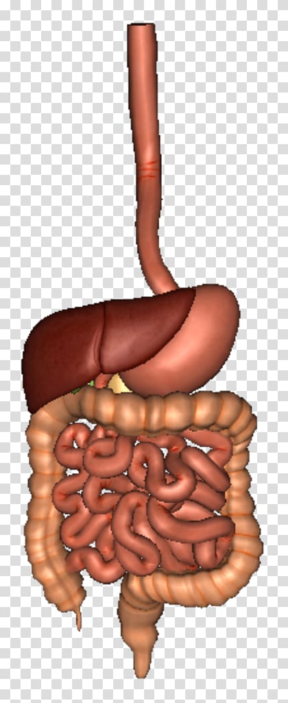 Human digestive system Gastrointestinal tract Digestion Organ Human body, digestive system transparent background PNG clipart