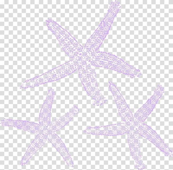 Marine invertebrates Starfish Echinoderm Lilac, starfish transparent background PNG clipart