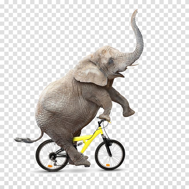 African bush elephant Bicycle Cycling , Cycling Elephant transparent background PNG clipart
