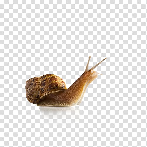 Snail Slug Seashell Gastropod shell , snails transparent background PNG clipart